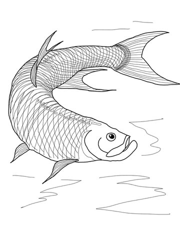 Tarpon Fish Coloring Page